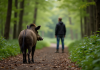 Personne dans la forêt observant un sanglier sauvage